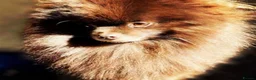 Pomeranian dogs for stud: Parti and lilac producing Russian chocolate stud  - Advert 4