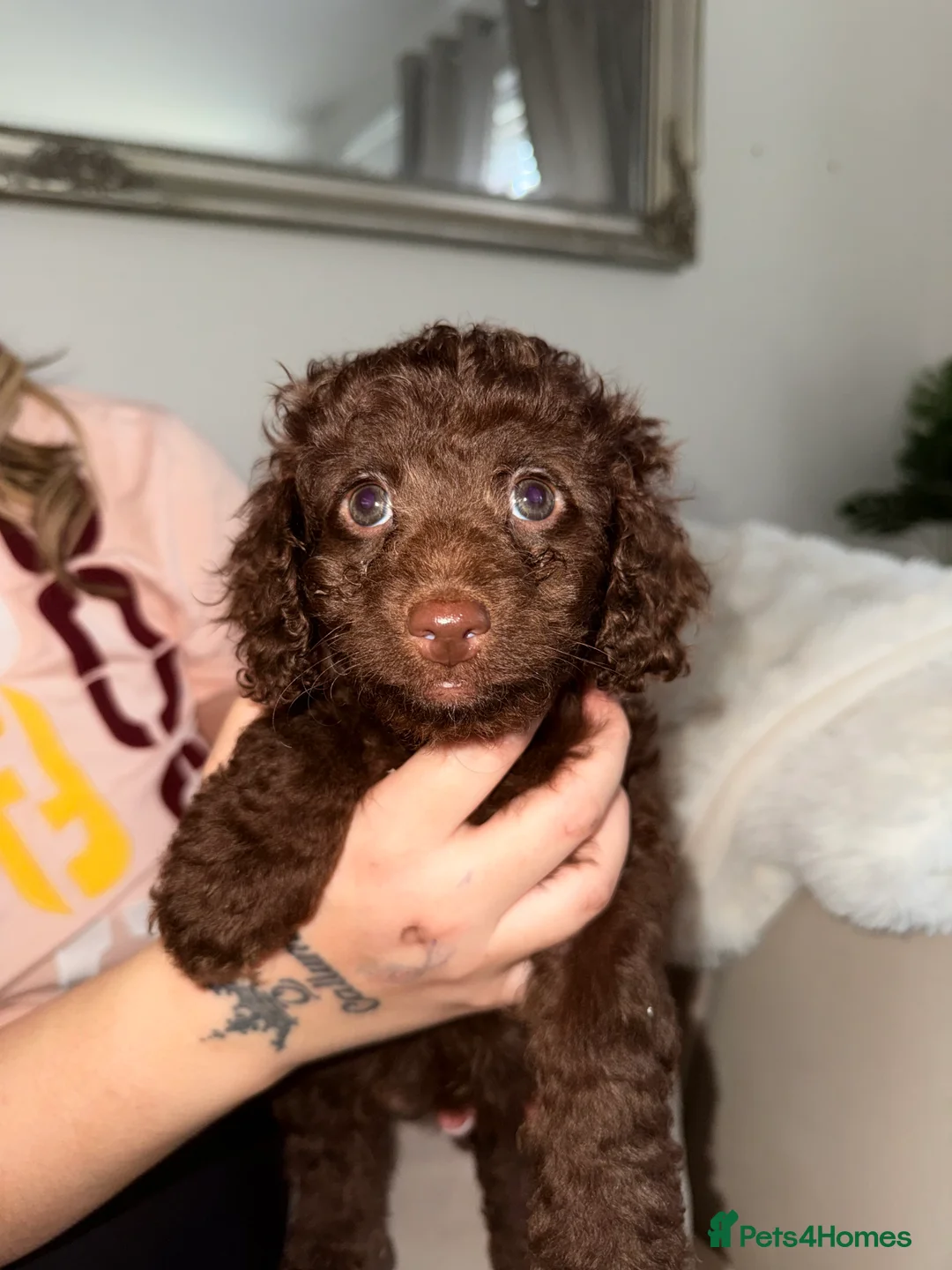 Cavapoo dogs for sale: Beautiful puppies looking forever homes  - Advert 1