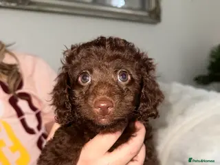 Cavapoo dogs Beautiful puppies looking forever homes - Advert 3