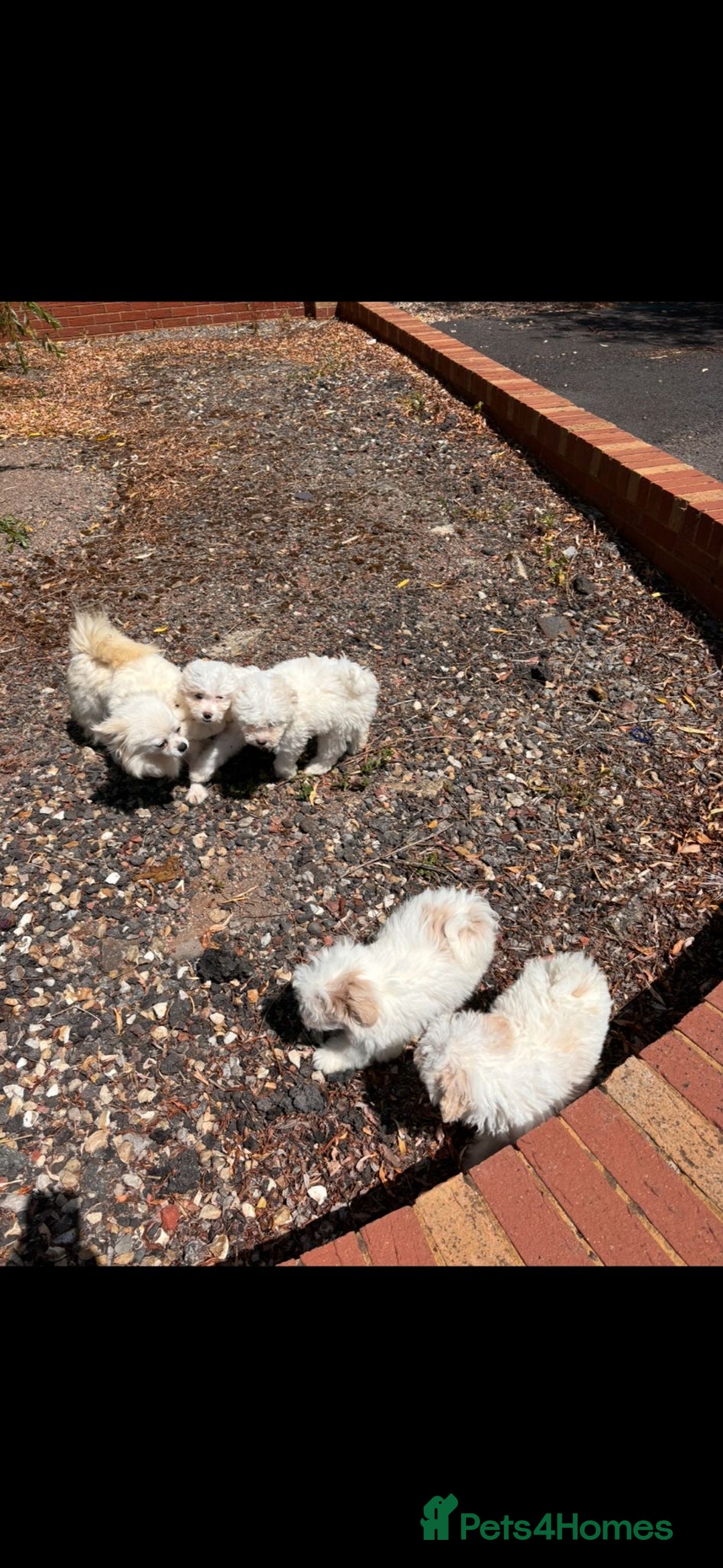 Chipoo dogs for sale: REDUCED F1 Chipoo Female Puppy - Image 8