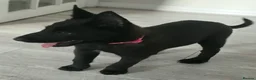 Belgian Shepherd Dog dogs for sale: Belgian malinois puppies - Advert 14