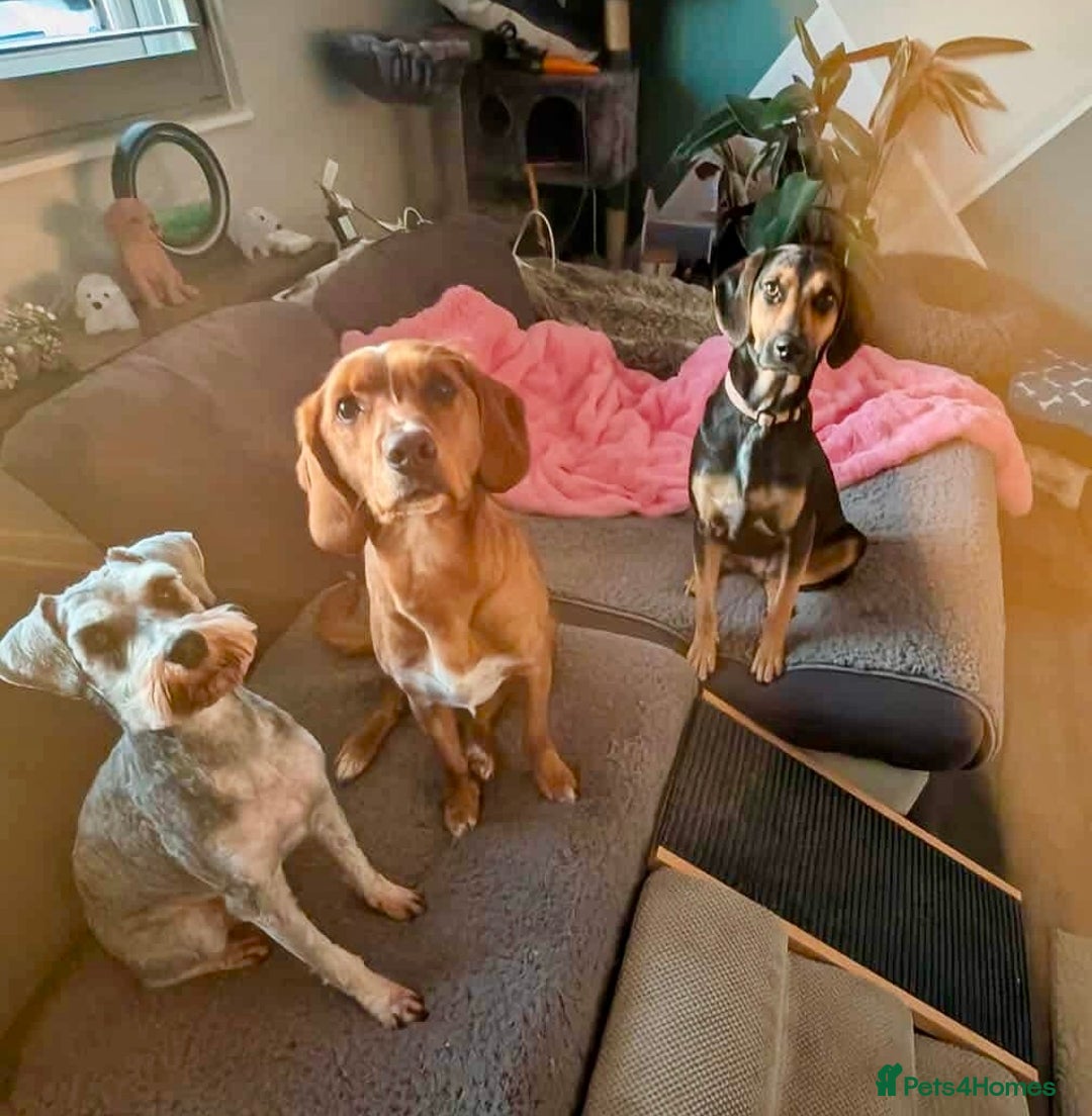 Mixed Breed dogs for adoption: ❤️ Deuce This beautiful soul has come so far… ❤️ - Advert 8