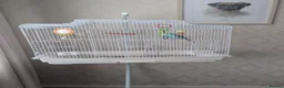 Budgerigars birds for sale: X2 male budgies  in Llandudno Junction - Advert 2