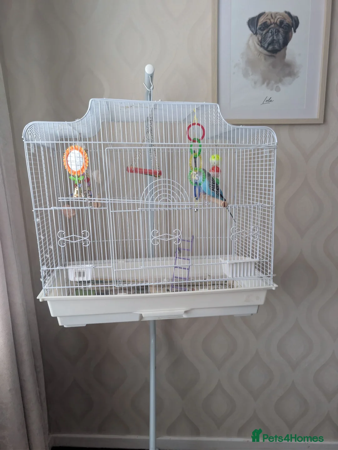 Budgerigars birds for sale: X2 male budgies  in Llandudno Junction - Advert 2