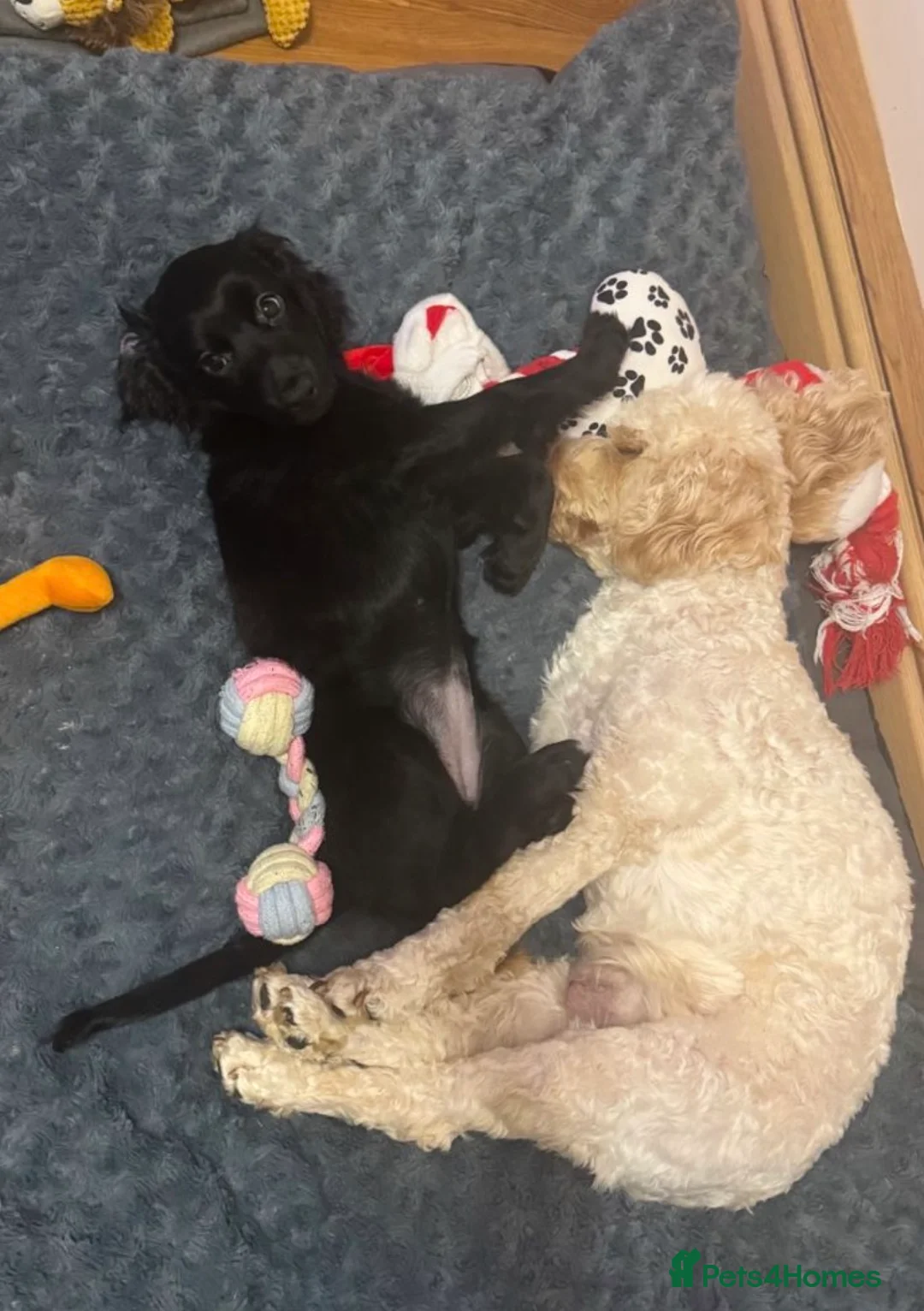 Cockapoo dogs for sale: 💔 Rehoming our beautiful Bella 💔 - Advert 9