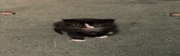 Domestic Shorthair cats for sale: Most adorable tuxedo kitten  (read description) - Advert 1
