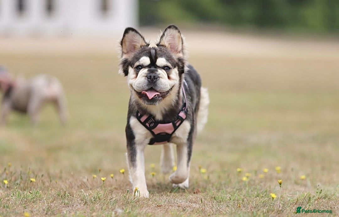 French Bulldog dogs for sale: ⭐️KC registered confirmed litter EA Husky⭐️ - Advert 2