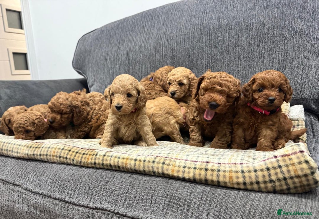 Cockapoo dogs for sale: BEAUTIFUL F1B COCKAPOO PUPS - Image 5
