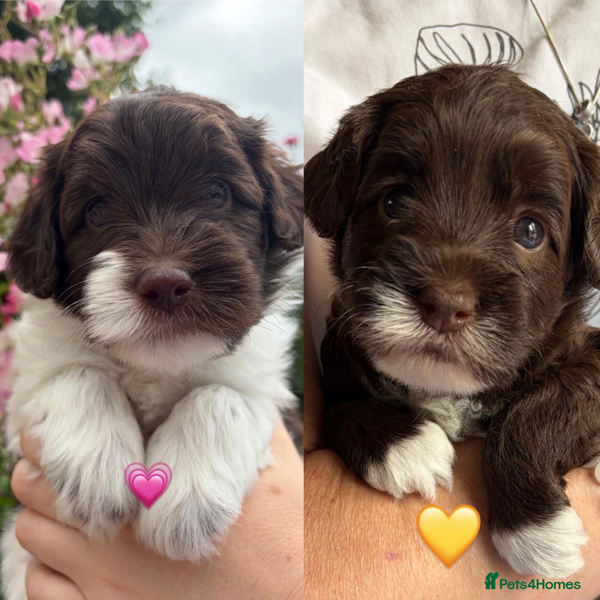 Australian Labradoodle dogs Miniature Australian Labradoodle Puppies - Advert 5