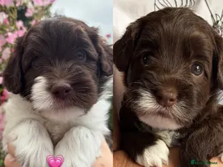 Australian Labradoodle dogs Miniature Australian Labradoodle Puppies - Advert 5