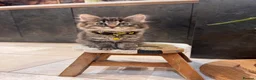 Mixed Breed cats for sale: Maincoon x in Aberdeen - Advert 2