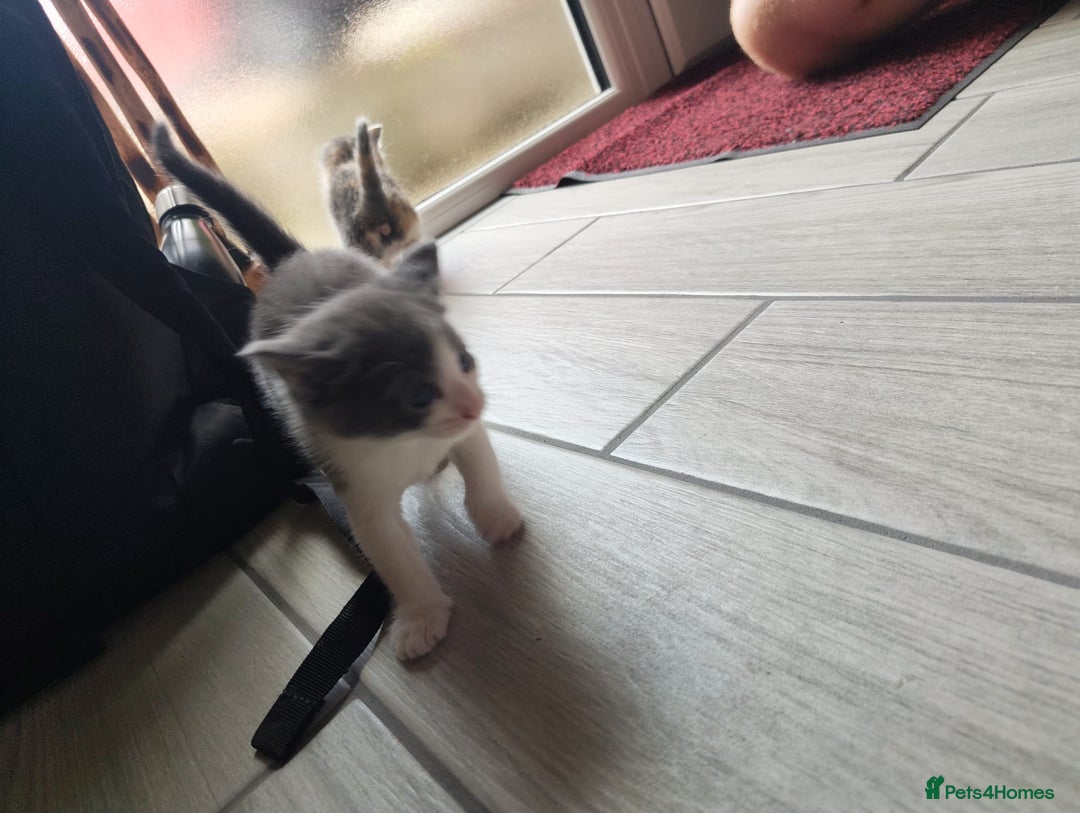 Mixed Breed cats for sale: 4 Mixed Breed Kittens  - Image 17
