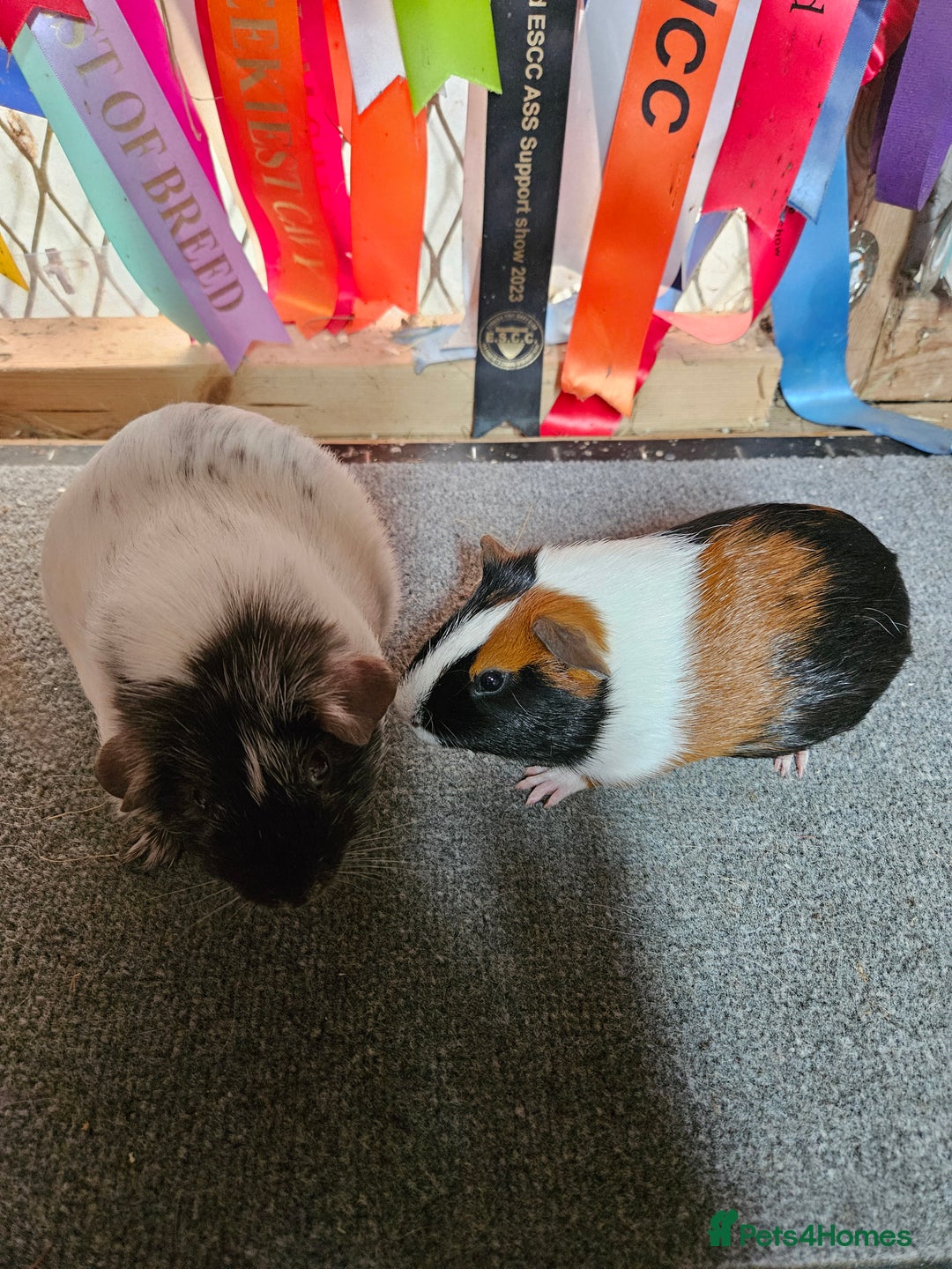 Guinea Pig rodents for sale: Baby boy guinea pigs £40 pair - Image 5
