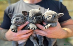 French Bulldog dogs for sale: 7 week old kC French bulldogs - Image 20