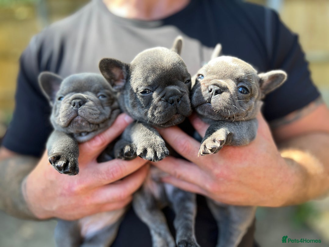 French Bulldog dogs for sale: 7 week old kC French bulldogs - Image 20