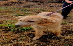 Lurcher dogs for sale: Male bedlington whippet x collie greyhound  - Advert 1