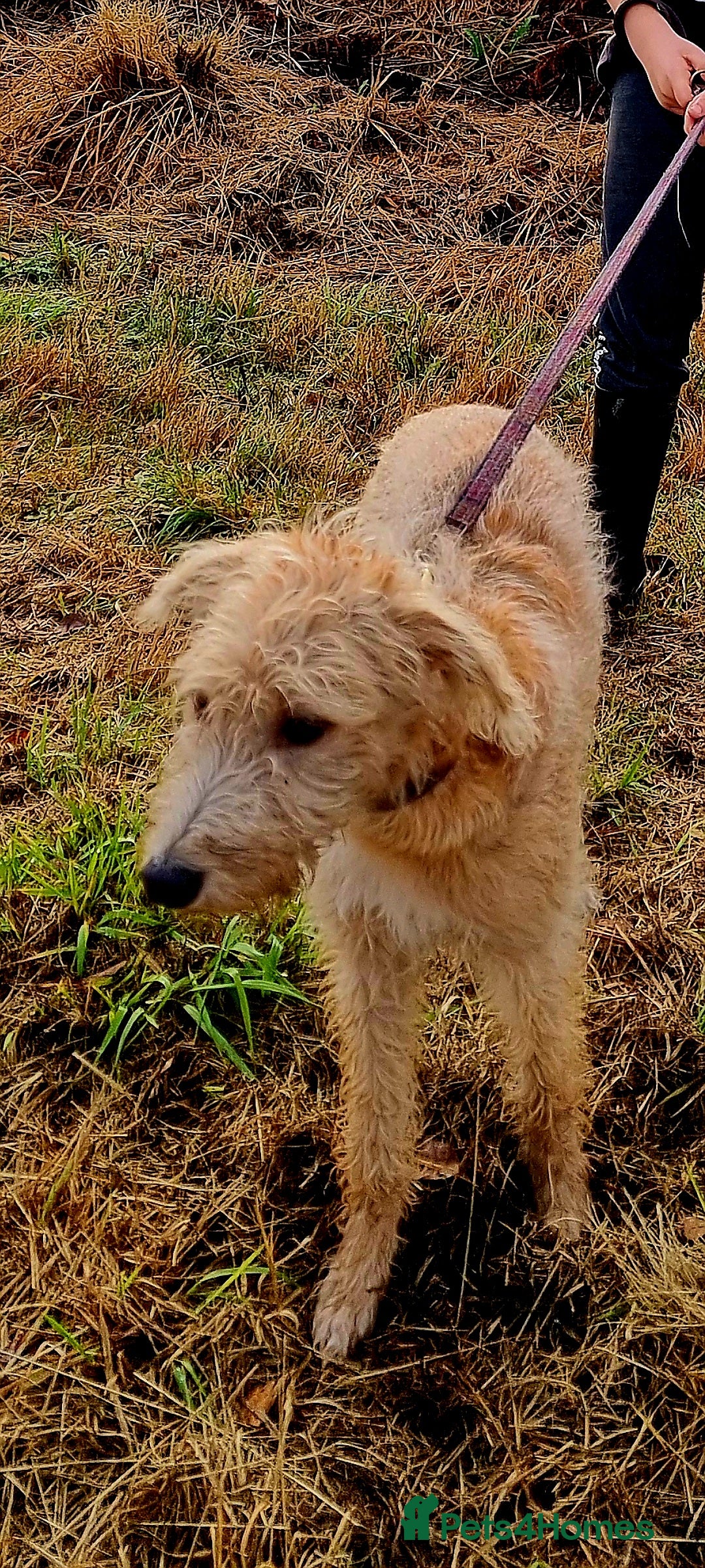 Lurcher dogs for sale: Male bedlington whippet x collie greyhound  - Advert 1