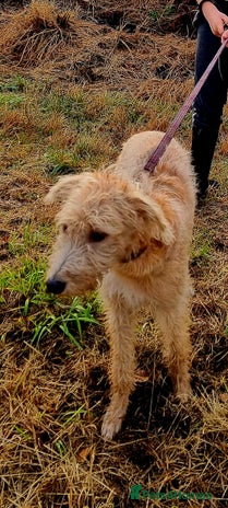 Lurcher dogs Male bedlington whippet x collie greyhound - Advert 1