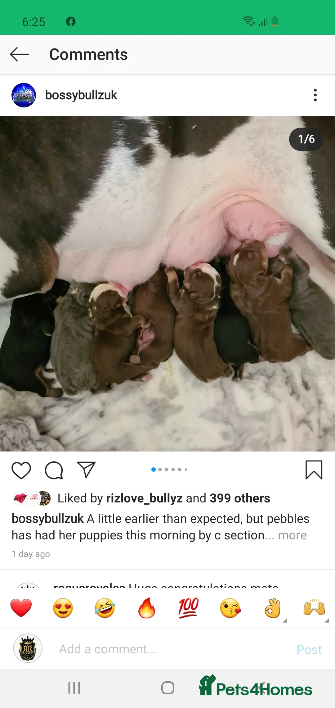 English Bulldog dogs for stud: *ROGUEROYALES Stud Valentino* Health Tested Clear in Wolverhampton - Advert 14