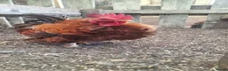 Chickens poultry for sale: Serama x frizzles Cockerells  - Advert 3