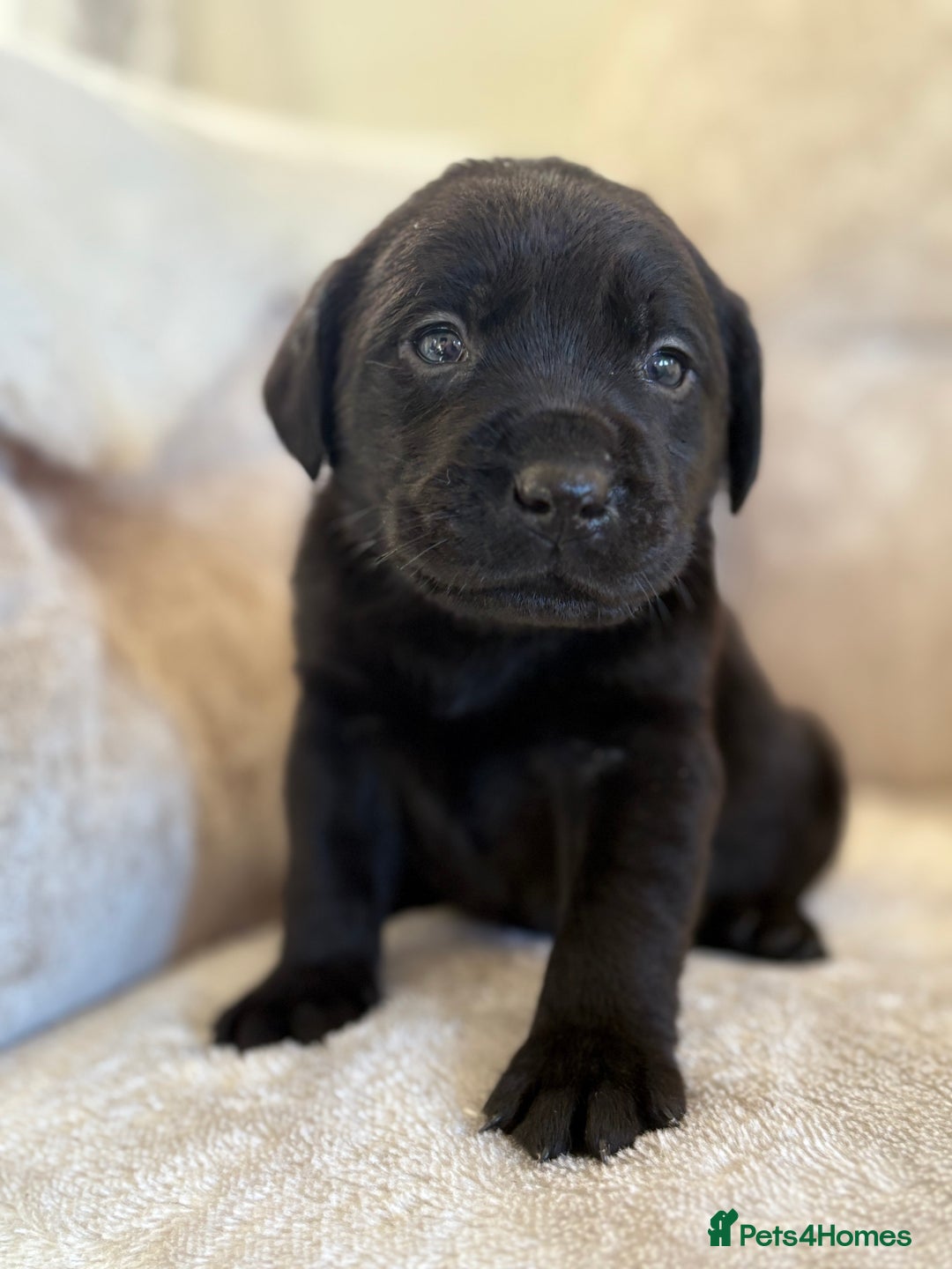 Labrador Retriever dogs for sale: Stunning Labrador puppies - Advert 5