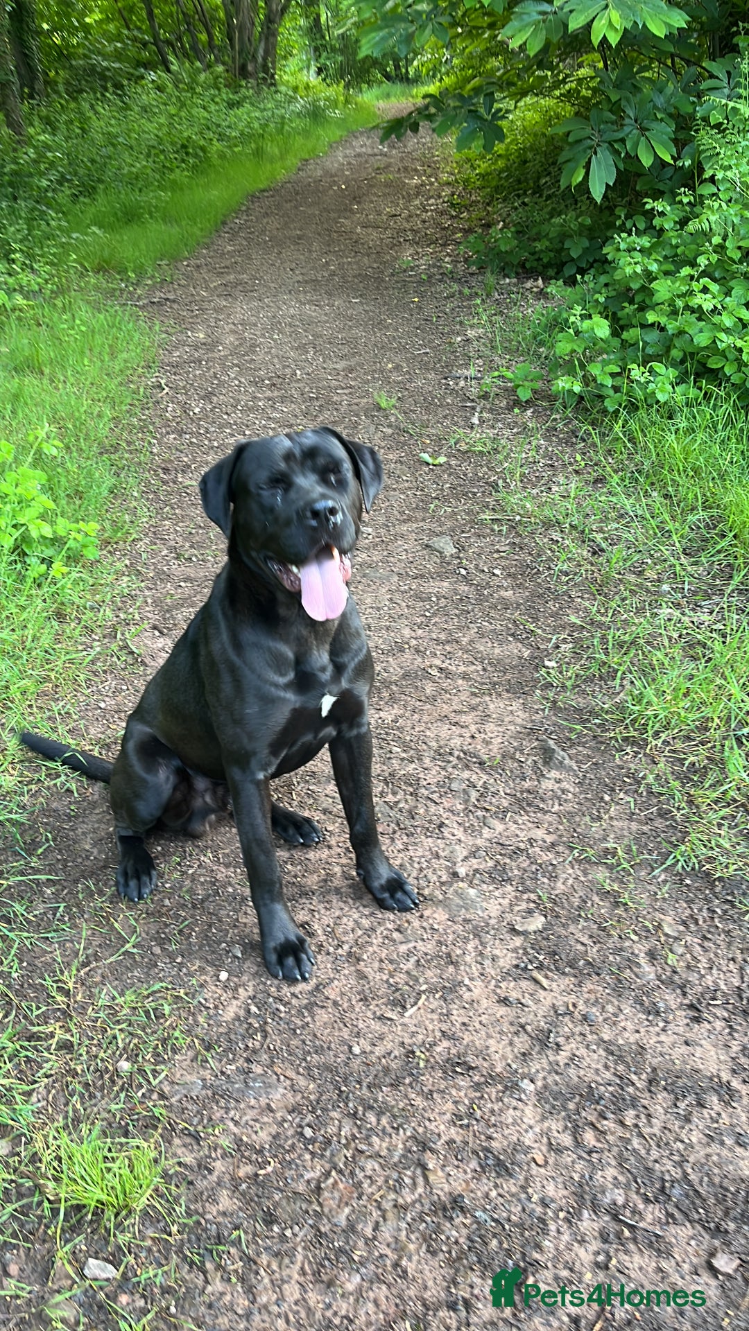 Cane Corso dogs for sale: Thor cane corso  - Advert 5