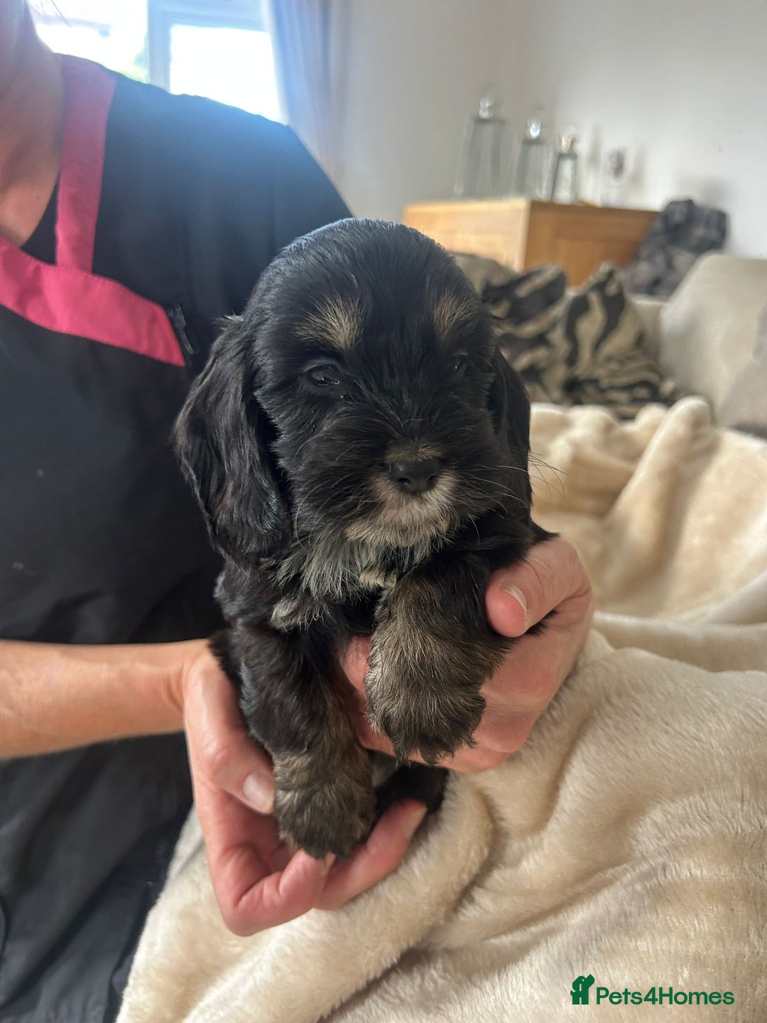 Cockapoo dogs for sale: Adorable F1 cockapoo puppies  - Image 27