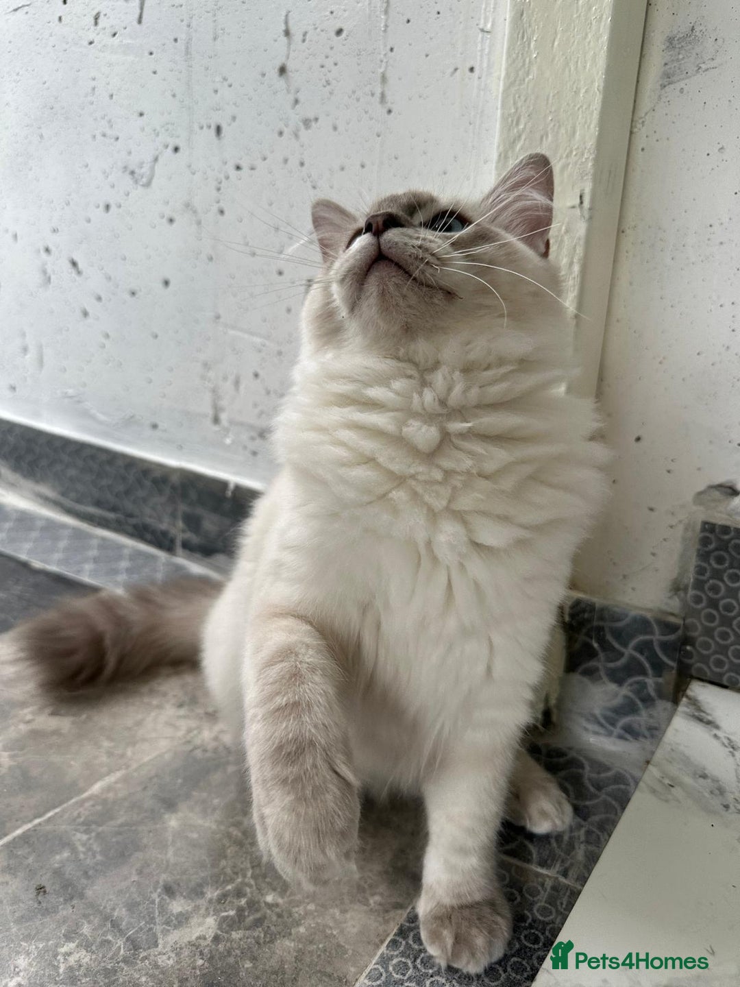Ragdoll cats for sale: GCCF full pedigree ragdoll kittens  - Image 4