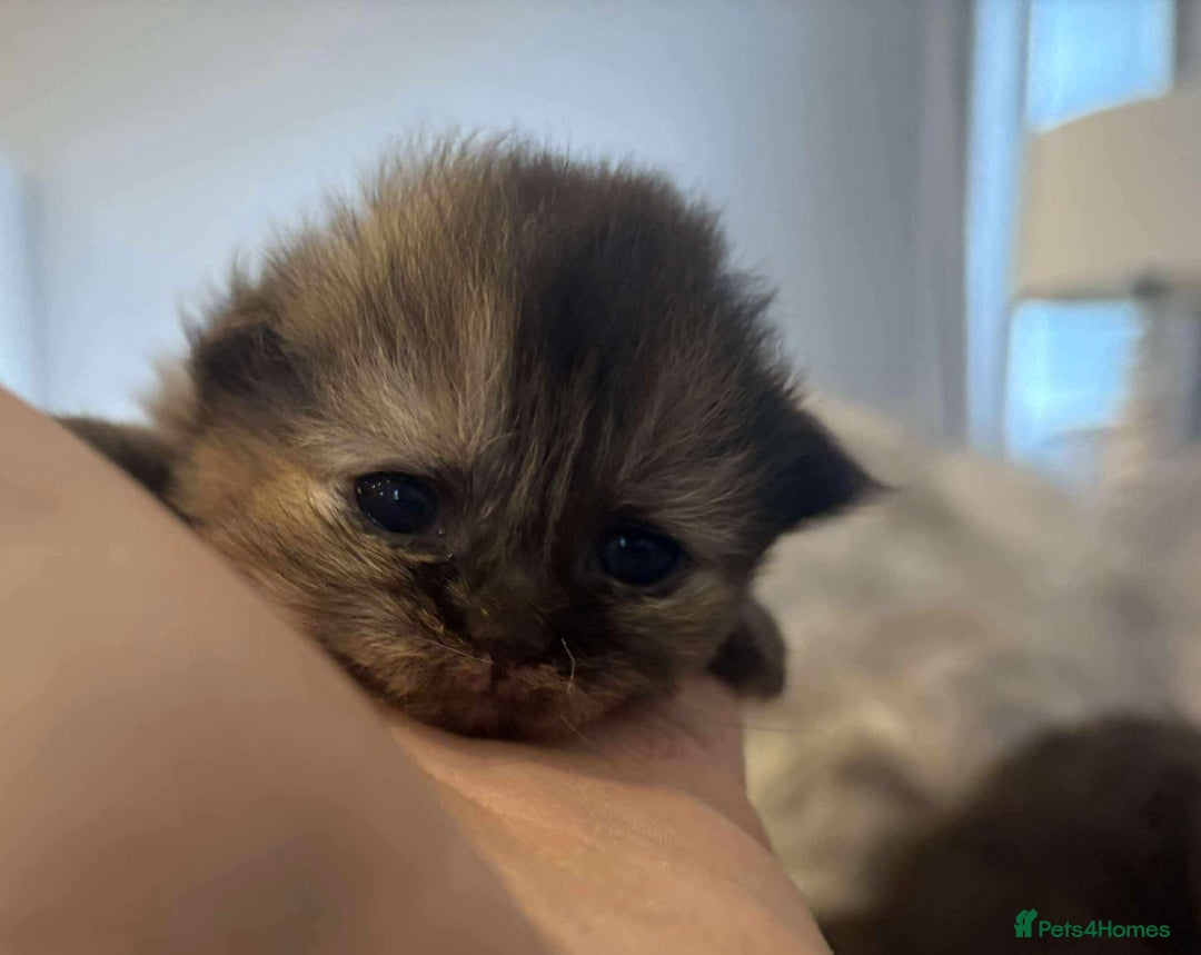 Persian cats for sale: Stunning litter of five female Perdolls - Advert 11