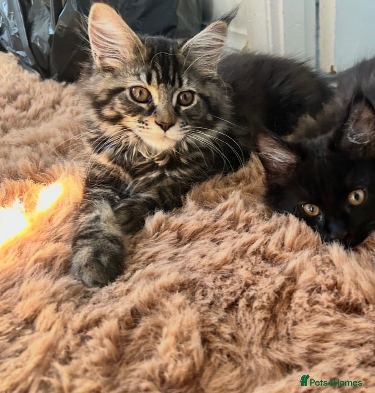 Maine Coon cats Beautiful Mainecoon kittens (Active) - Advert 15