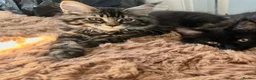Maine Coon cats for sale: Beautiful Mainecoon kittens (Active) - Advert 1