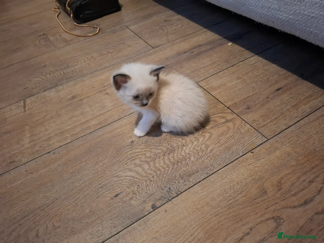 Mixed Breed cats for sale: Ragdoll x Scottish straight kittens - Advert 16