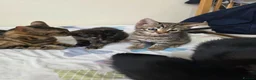 Bengal cats for sale: Stunning Bengal Cross Kittens - Advert 38