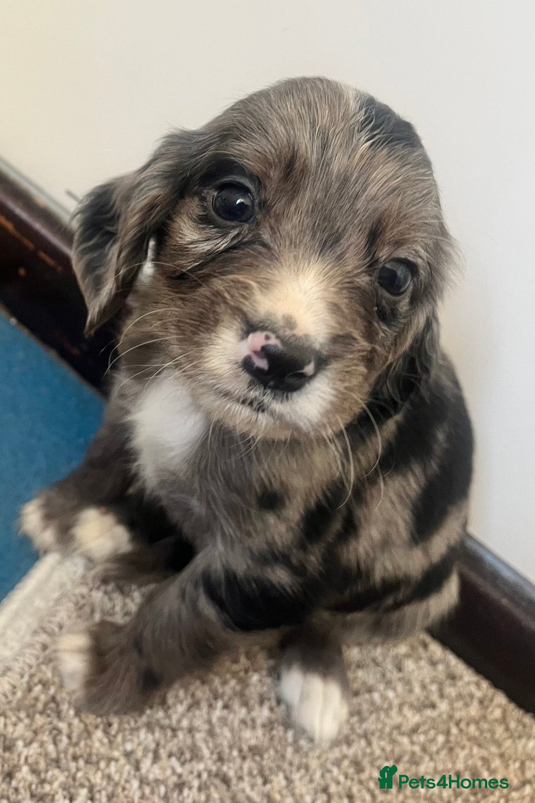 Cocker Spaniel dogs for sale: Working cocker spaniel puppies - Image 10