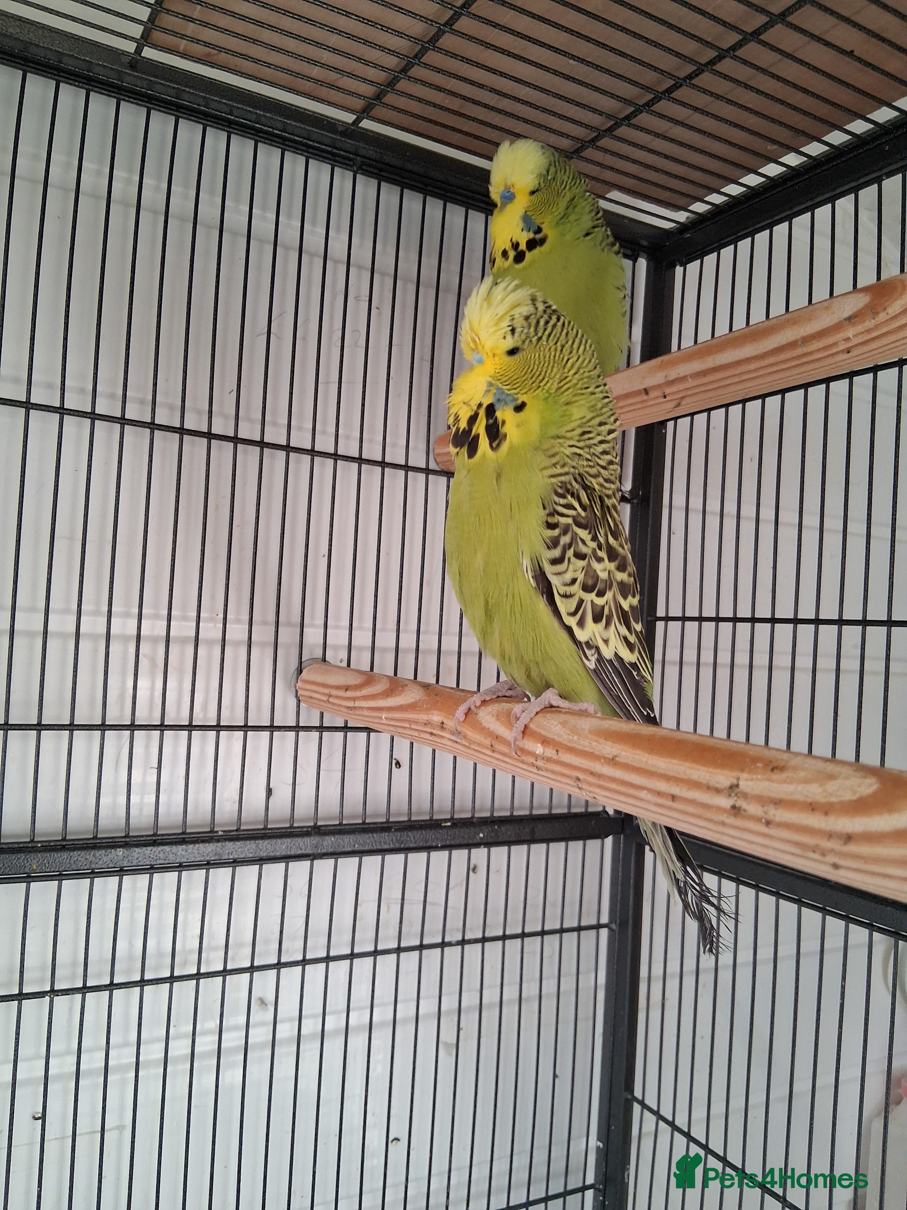 Budgerigars birds Exhibition Budgerigars - Advert 1