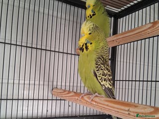 Budgerigars birds Exhibition Budgerigars - Advert 3