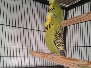 Budgerigars birds Exhibition Budgerigars - Advert 16