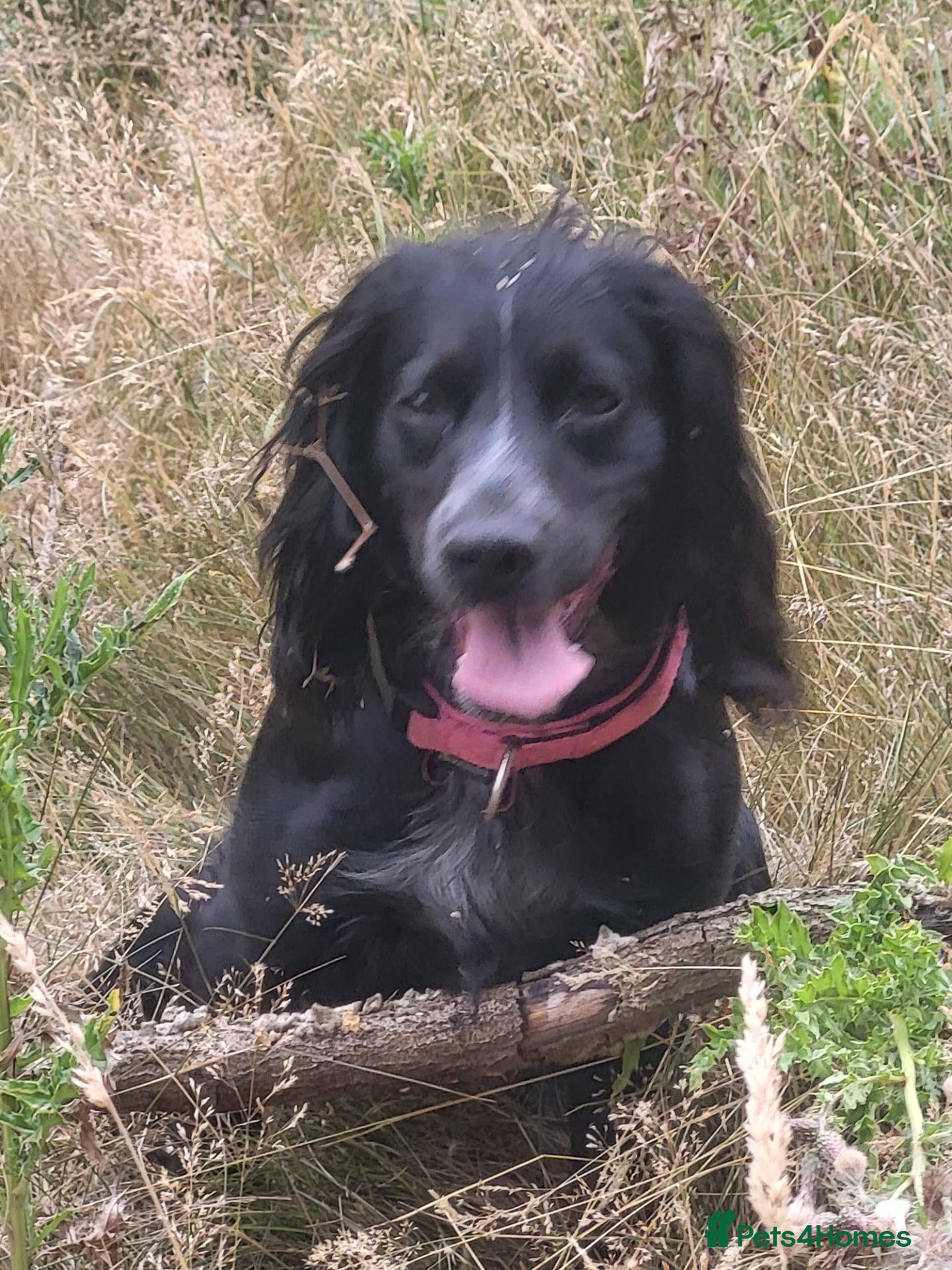 Cocker Spaniel dogs Cocker spaniel  bitch - Advert 1
