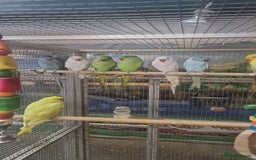 Parrots birds for sale: Available BIRDS/PARAKEETS/PARROTS  - Image 5