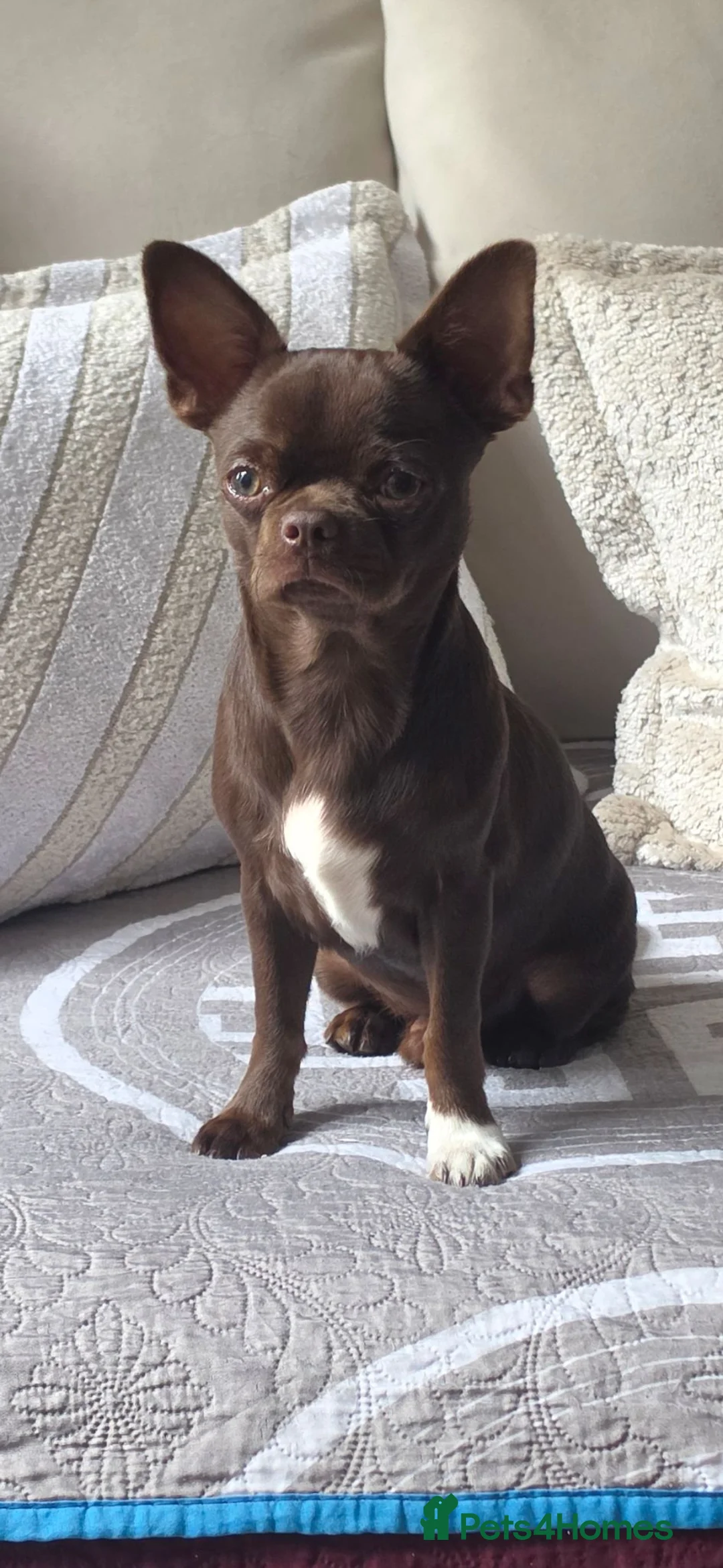 Chihuahua dogs for stud: Stunning Chocolate Chihuahua stud available  - Advert 2