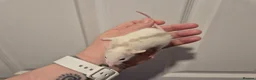 Rat rodents for sale: 4 Male Dumbo Rats - Advert 3