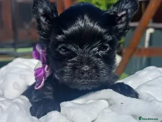 Yorkshire Terrier dogs Beautiful Rare Black Mini Yorkshirein Brentford - Advert 4