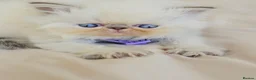 Himalayan cats for sale: Stunning Top Quality Himalayan Kittens  - Advert 7
