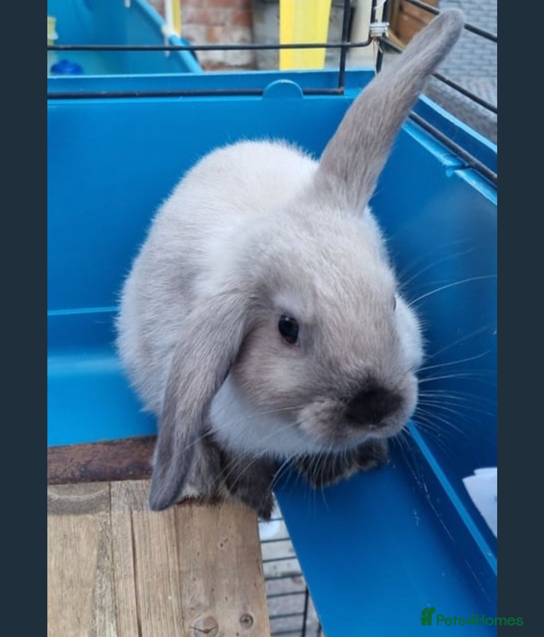Mini Lion Lop rabbits for sale: Male mini lion lop - Image 5