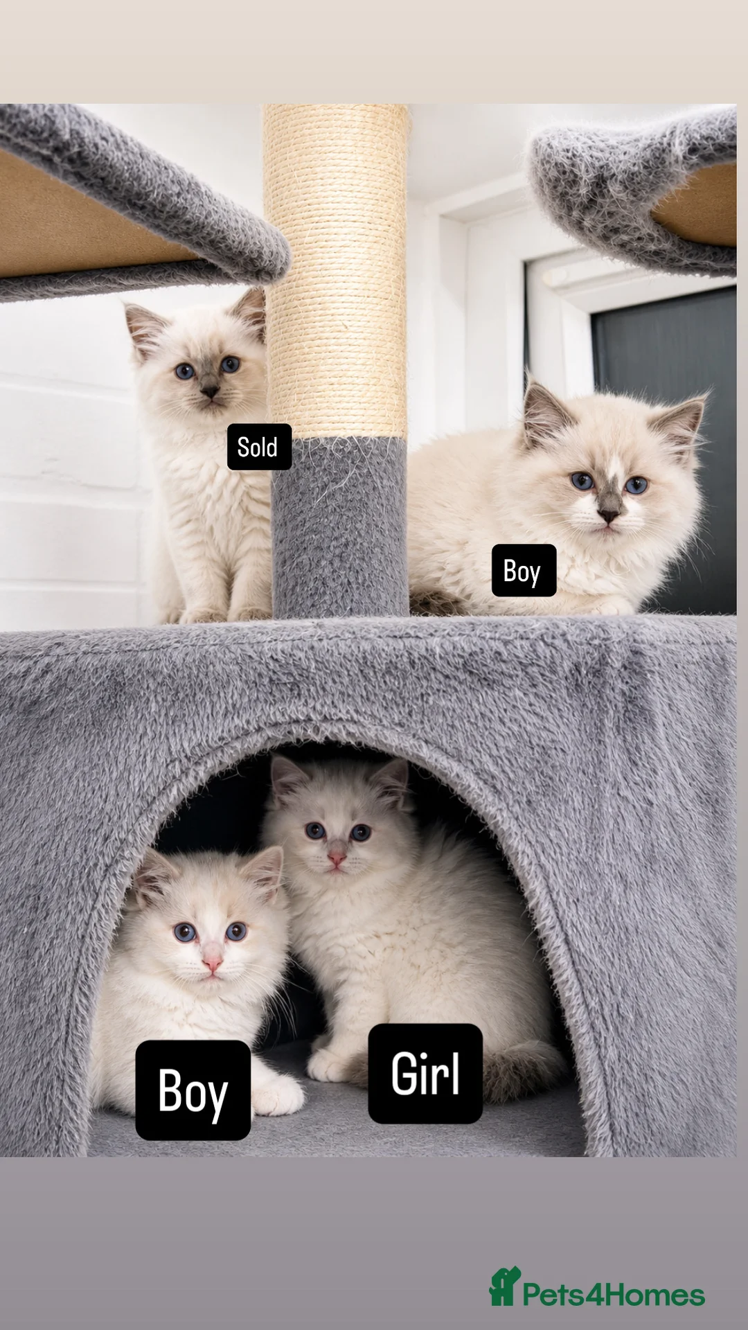 Ragdoll cats for sale: Kittens Ragdoll  in Stockport - Advert 1