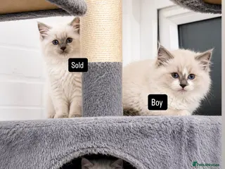 Ragdoll cats for sale: Kittens Ragdoll - Advert 2