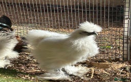Chickens poultry for sale: Silkie youngsters this year hatch x2 - Image 3
