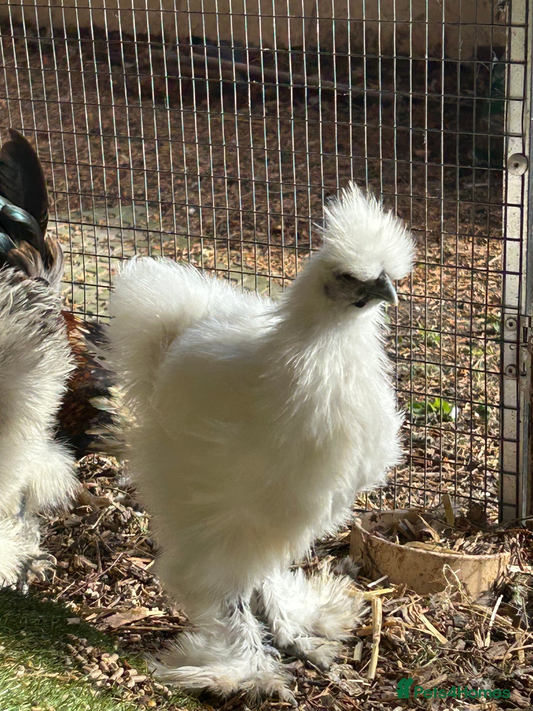 Chickens poultry for sale: Silkie youngsters this year hatch x2 - Image 3