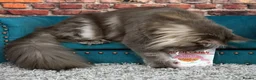 Maine Coon cats for sale: Stunning Dolly tica registered blue ticked tabby - Advert 4