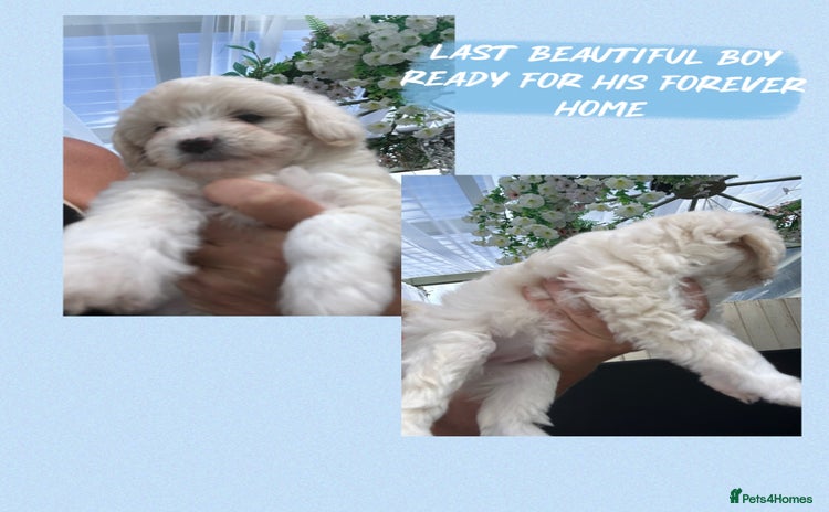 Poochon dogs - Advert 1